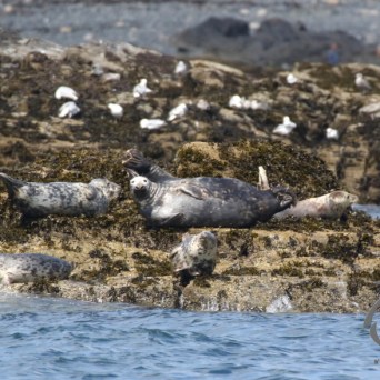 grey seals