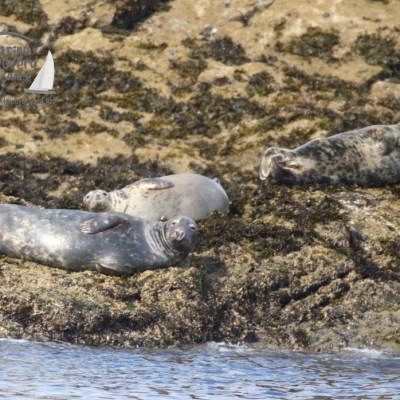 grey seals