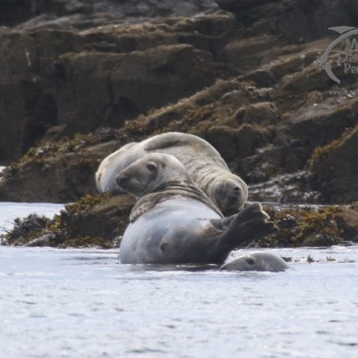 grey seals