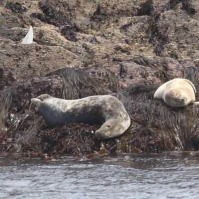 grey seals