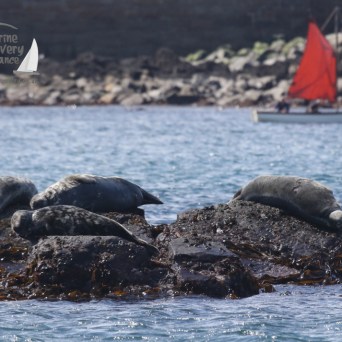 grey seals