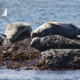 grey seals