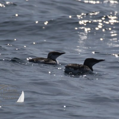 guillemots
