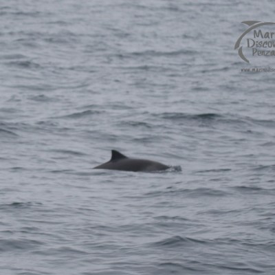 harbour porpoise