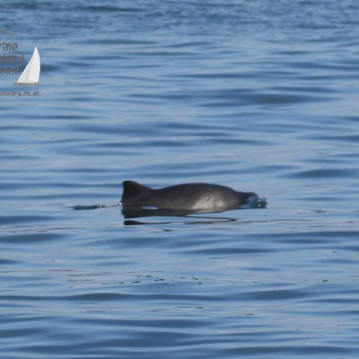 harbour porpoise