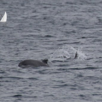 harbour porpoise