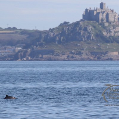 harbour porpoise and mount