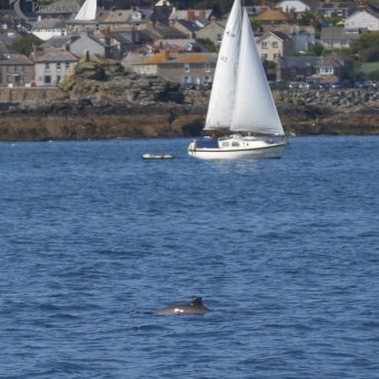 harbour porpoise and yacht