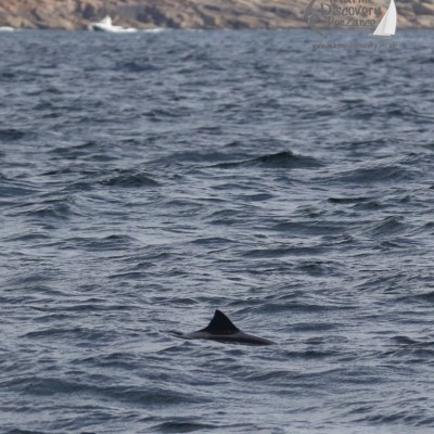 harbour porpoise