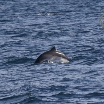 harbour porpoise