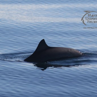 a whale swimming in a body of water