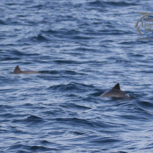 harbour porpoises