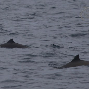harbour porpoises