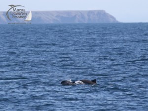 a dog swimming in a body of water