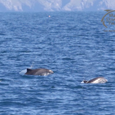 harbour porpoises