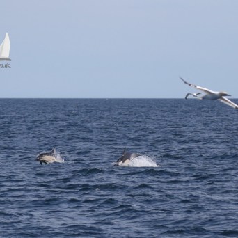 incoming dolphins
