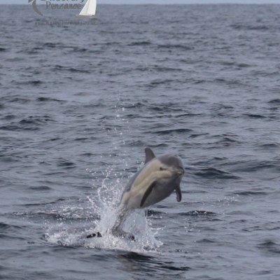 jumping dolphin