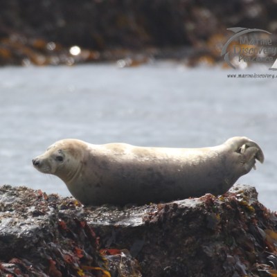juvenile seal