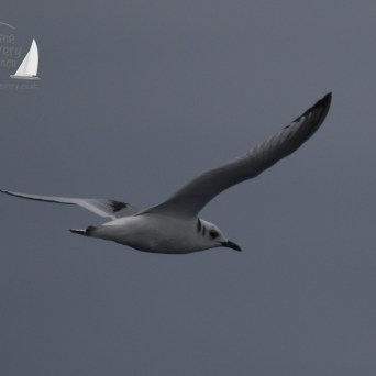 kittiwake