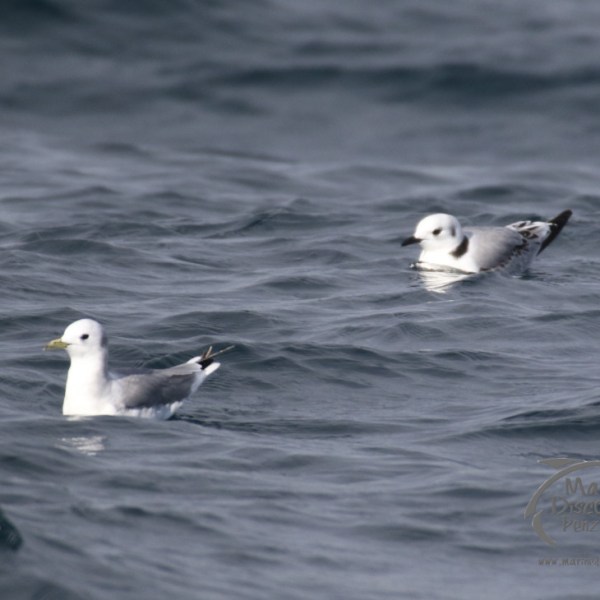 kittiwakes