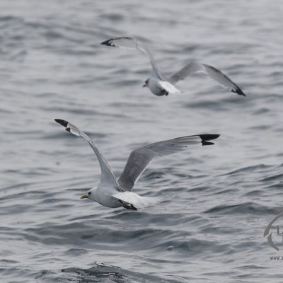 kittiwakes