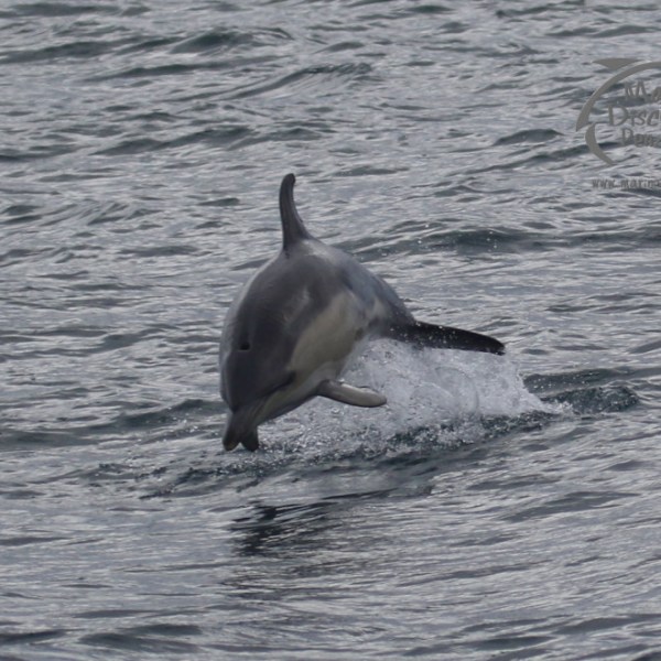 leaping dolphin