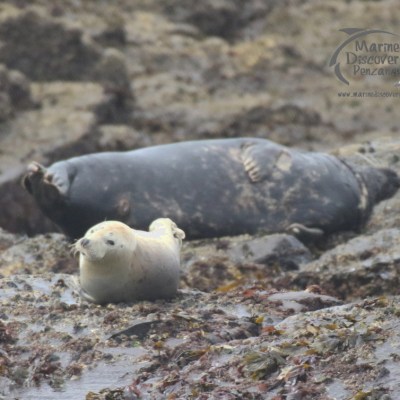 grey seals