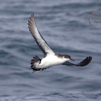 Manx shearwater