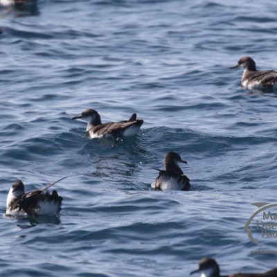 manx shearwater