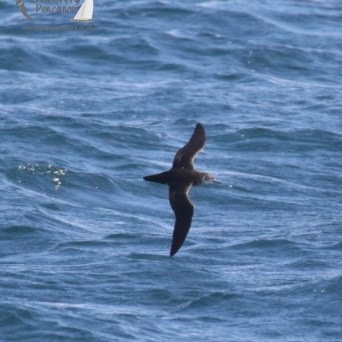 manx shearwater