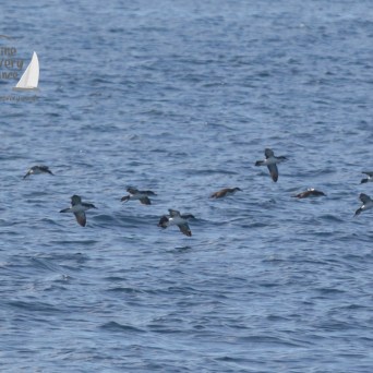 manx shearwaters