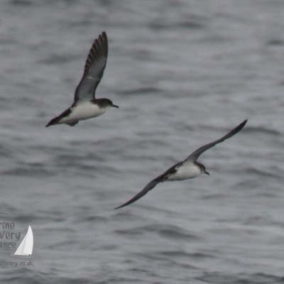 manx shearwaters