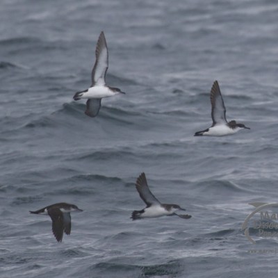 manx shearwaters