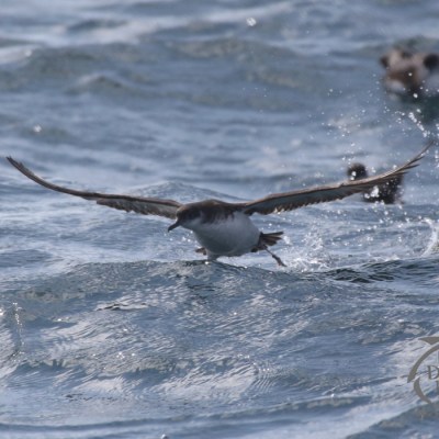 manx shearwater