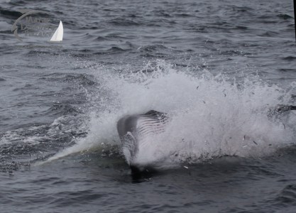 a person riding a wave on a surfboard in the ocean