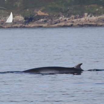 minke whale