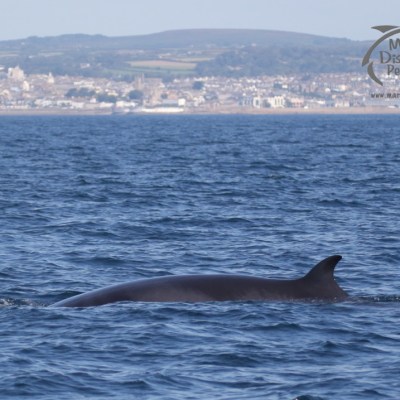 minke whale