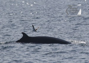 minke whale