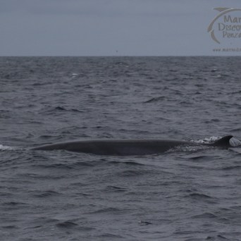 minke whale
