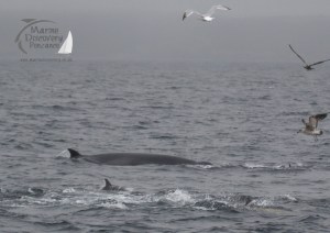 minke whale