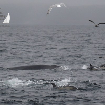 minke whale and dolphins