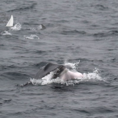 minke whale lunge