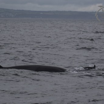 minke whale