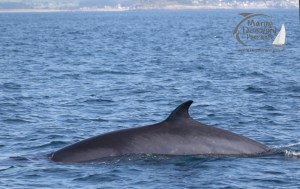minke whale
