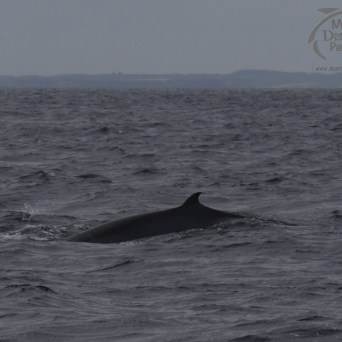 minke whale