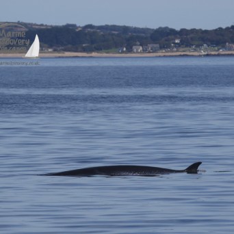 minke whale