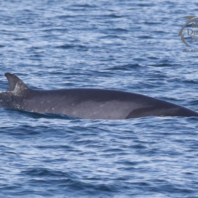 minke whale
