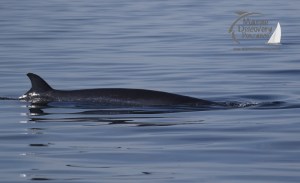 minke whale