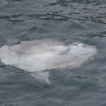 ocean sunfish