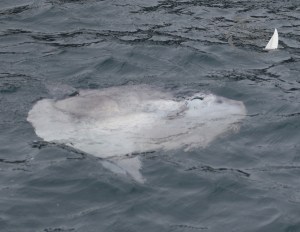 ocean sunfish